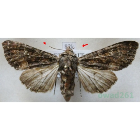 Mniotype adusta (Esper, 1790) Purpurówka ogrodnica Slovenia82k